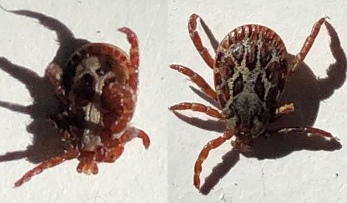 Dermacentor marginatus